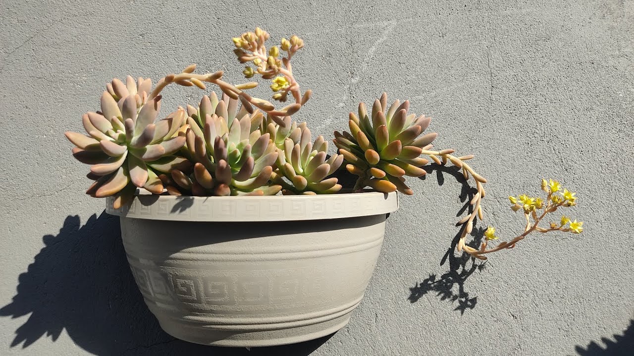 Primavera e verão: como cuidar das suculentas nessas estações?