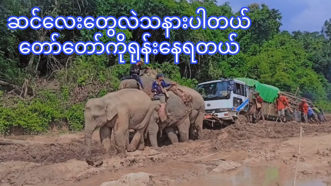 ဆင်လေးတွေလဲသနားစရာ အတော်ရုန်းနေရတယ် ကားကဝိတ်တွေနဲ့ဆိုတော့