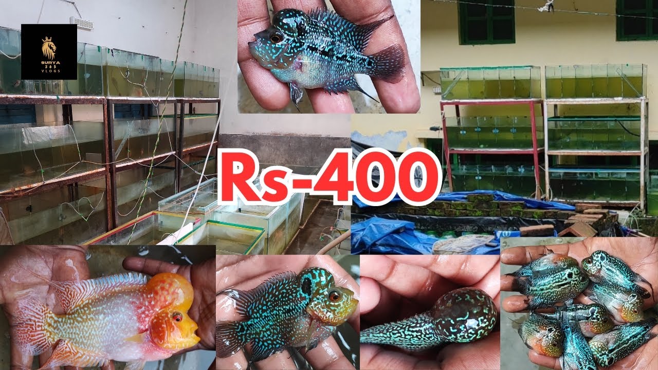 Kolkata best flowerhorn seller srd flowerhorn rs400 kml flowerhorn rs400 thaisilk rs500 Is Here