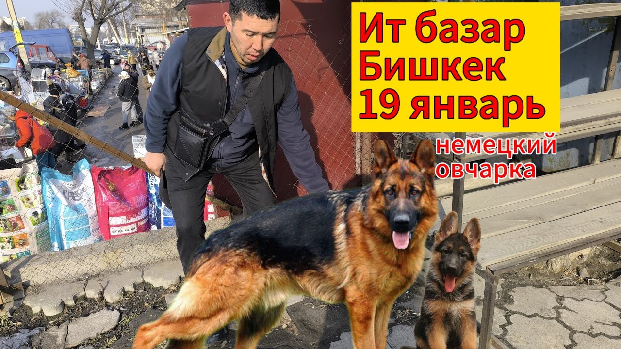 Ит базар Бишкек. 19январь. #итбазар #малбазар #жаймабазар #тоокбазар #базар #рынок