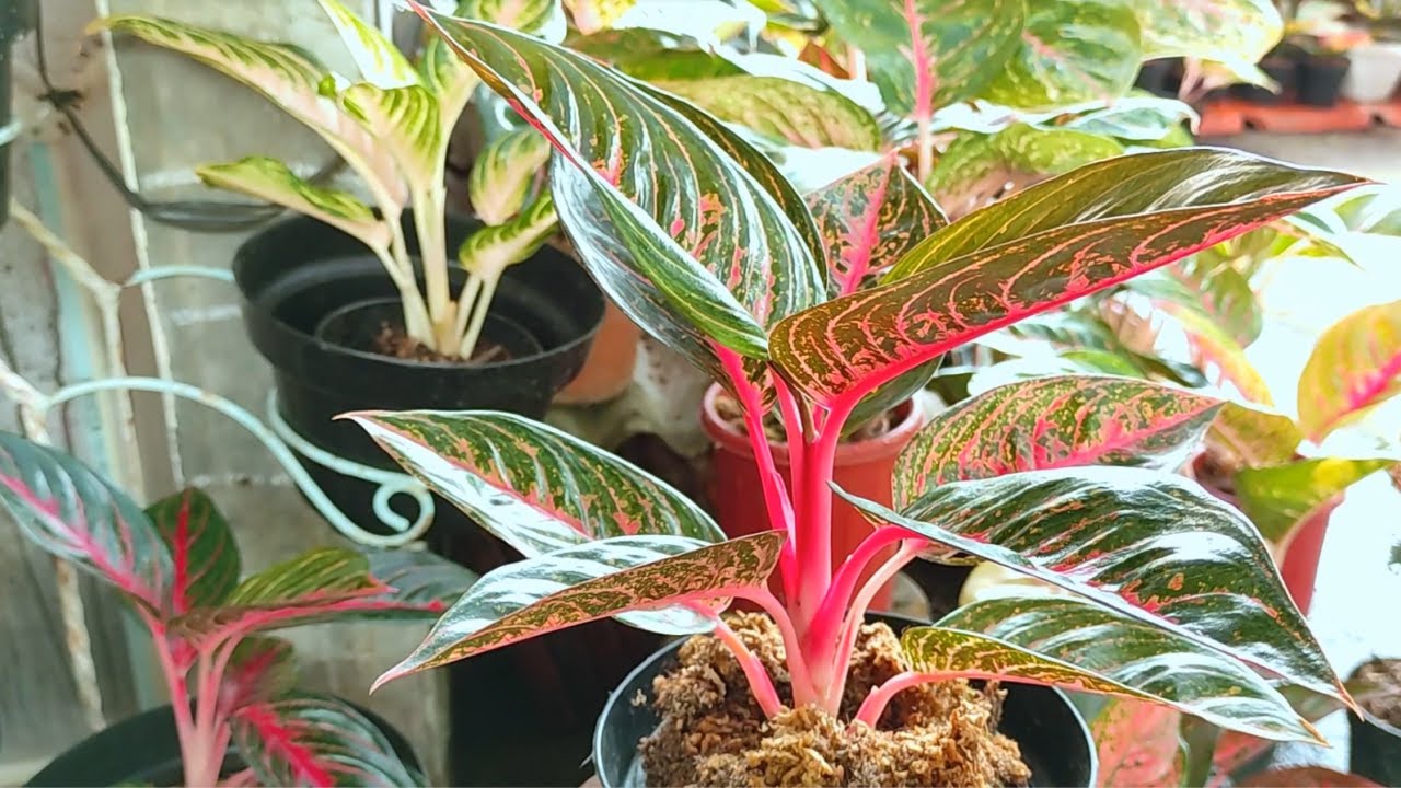 How to divide Aglaonema Harlequin | Chinese Evergreen Propagation and Caring | Easy Propagation