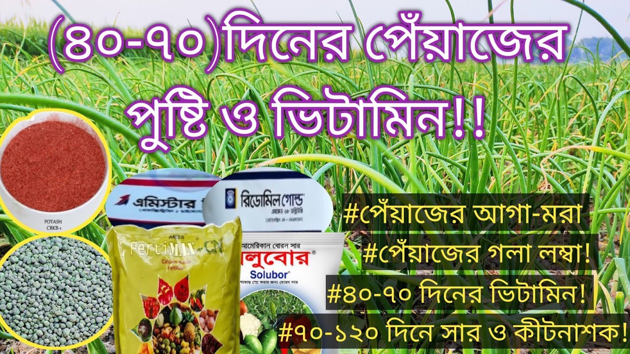 (14-02-25),(৪০-৭০) দিনের পেঁয়াজের মোটা-তাজা করার কৌশল!!# (৭০-১২০) দিনের পেঁয়াজে সার প্রয়োগ a-z ||