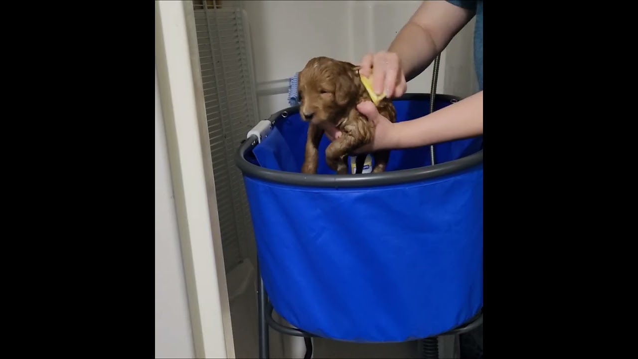 Our Celestial Skies F1b Mini Bernedoodles are 3 weeks old! First baths!!