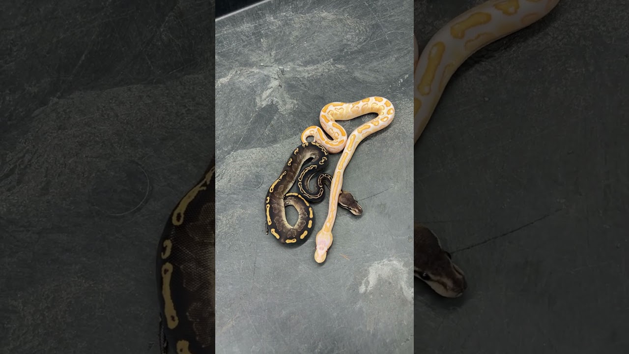 Same morph with one extra gene! #ballpythonbreeder #ballpythonbreeding #ballpythonmorphs