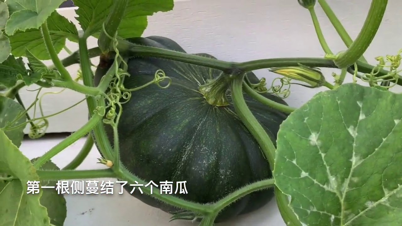 【种植】南瓜侧蔓可以结瓜吗？一颗南瓜可以结几个南瓜？Does Side Vines Of Pumpkin Bear Fruit? How Many Pumpkins Can A Plant Bear?