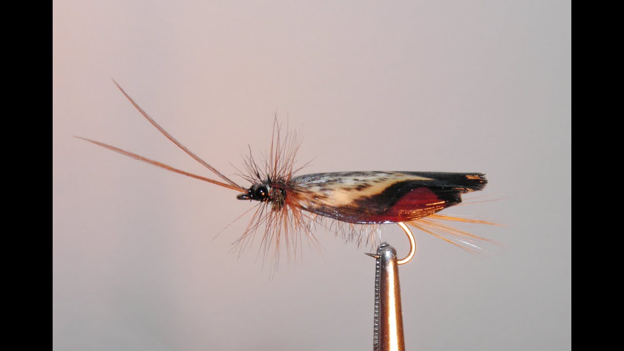 ,,CADDIS,,  VARIANT 4  SVA