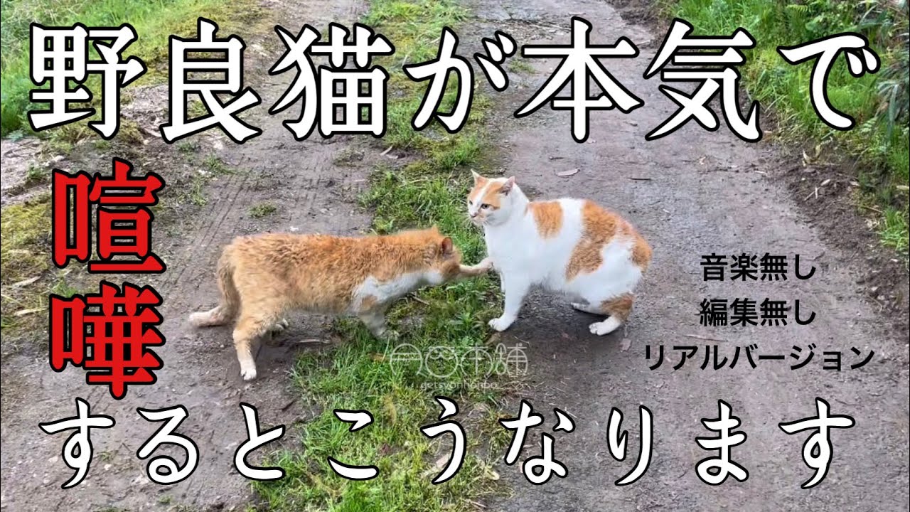 【野良猫が本気で喧嘩するとこうなります】リアルバージョン