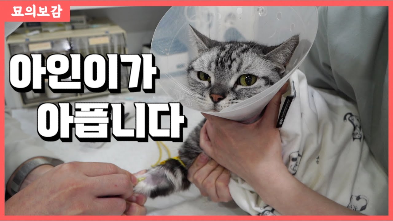 냥신 고양이 
