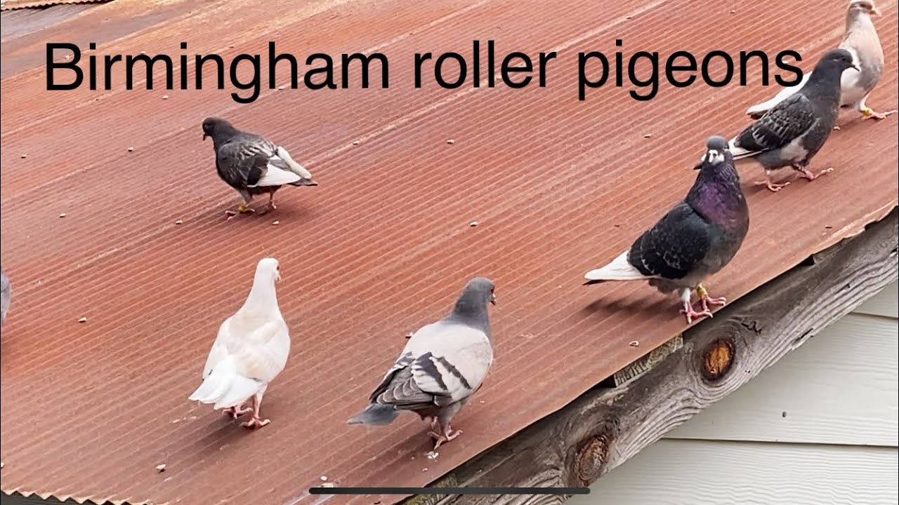 Birmingham roller pigeons, Settling and flying young birds