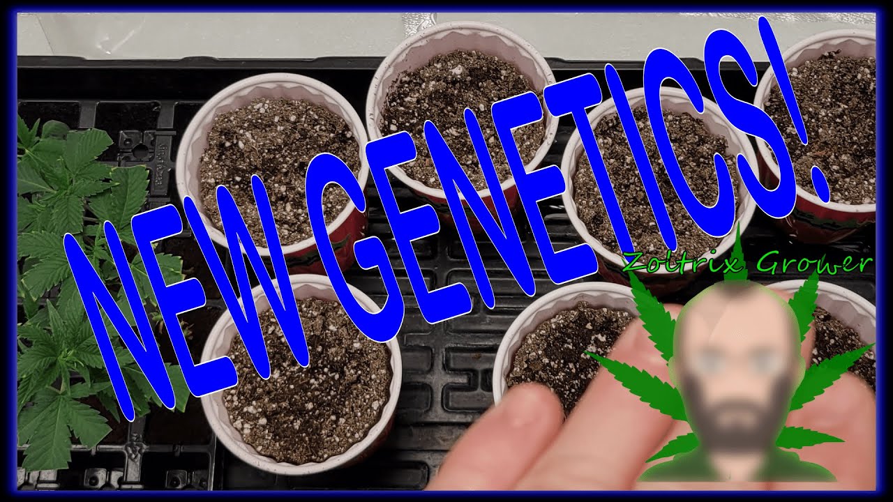 NEW GENETICS! | DOC WYLDER AND TURPENETIME! | ORGANIG GARDENING W/ ZOLTRIX GROWER | #epic #organic