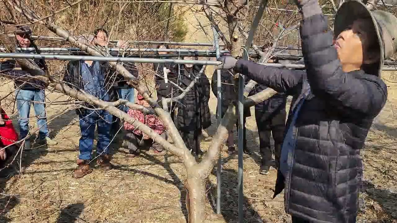 박준규님의  대홍복숭아 뿌리와 나무 균형 잡기