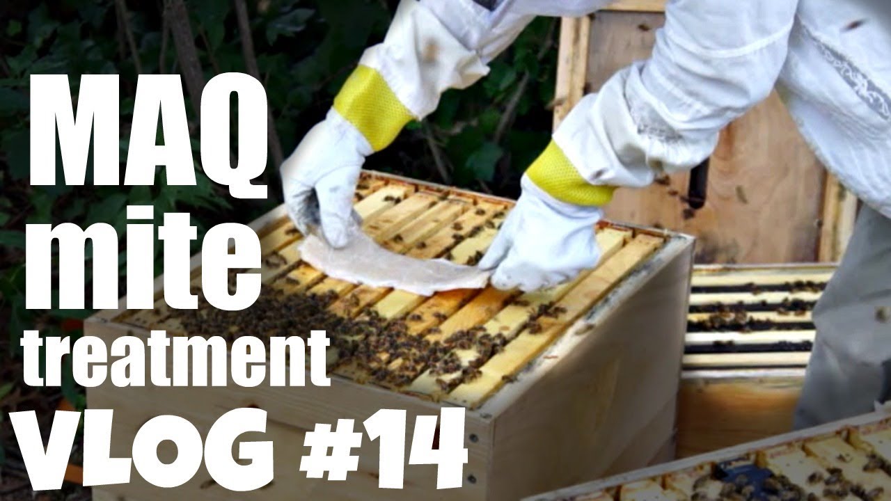 Mite-Away-Quick Strip MAQs Summer Mite Treatment 1st Year Hive | Bee Vlog #14