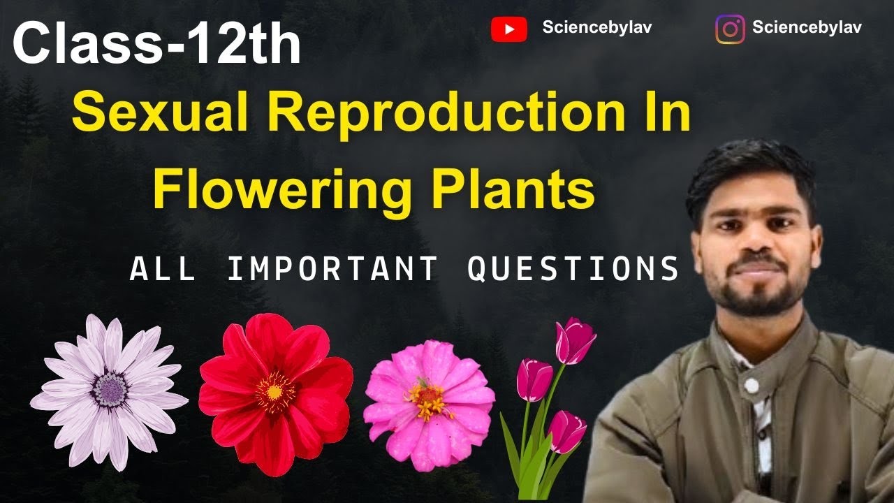 Sexual Reproduction In Flowering Plants ♦️ All Important Questions For Class 12th NCERT 