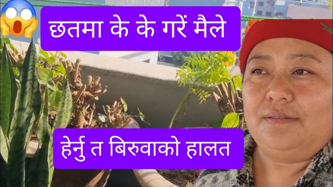 मेरो छतमा हिजोको काम हेर्नु न थाकेर बरै हलात परेछु😵 #plants #vlog 