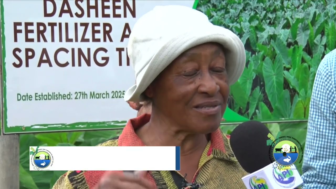 CARDI Dasheen Fertilizer And Spacing Trial Result Demonstration in Saint Vincent and the Grenadines