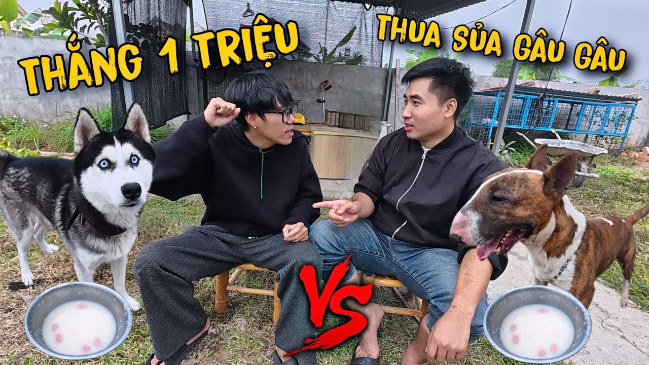 Toàn Ngơ | Dương KC Thử Thách Ngáo Husky Và Chó Đột Biến Gen Ăn Thi Và Cái Kết Đau Lòng 🤣