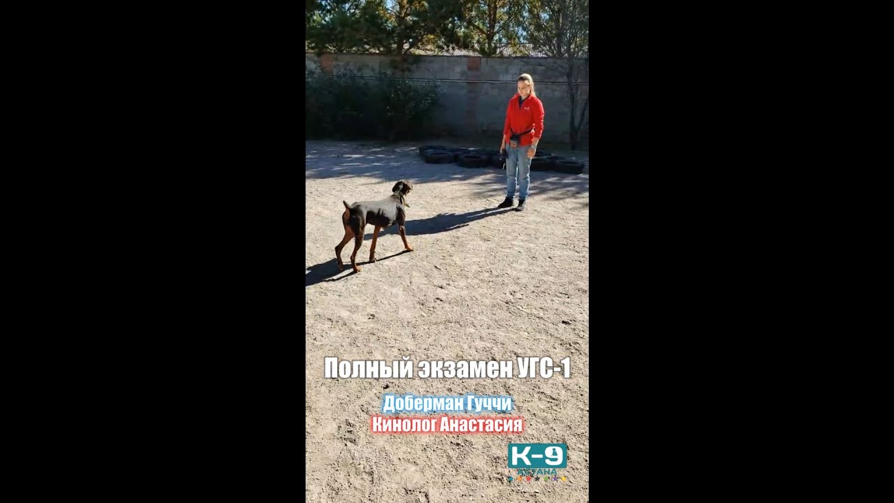 Сдача экзамена УГС-1 - кинолог Анастасия и доберман Гуччи