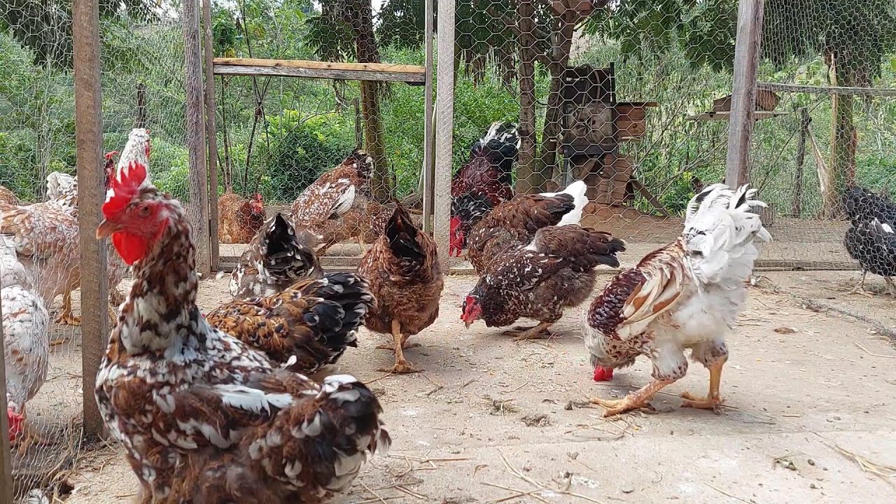 Tipos de Galinhas Balão   O que é Galinha Balão