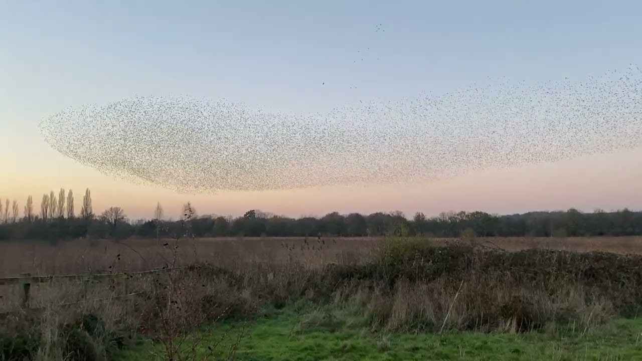 Huge starling murmuration at Brandon Marsh Nature Reserve