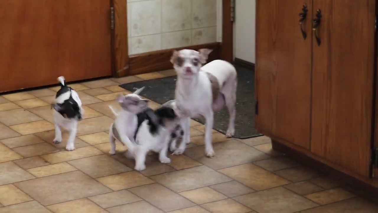 Chihuahua Puppies For Sale