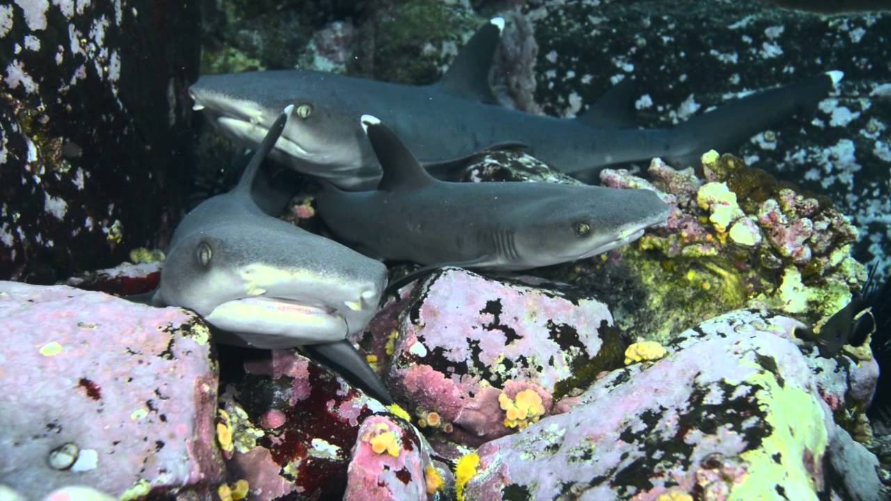 Diving at the Revillagigedos Islands on the Solmar V