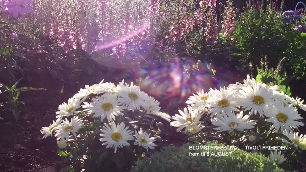 Blomsterfestival i Tivoli Friheden