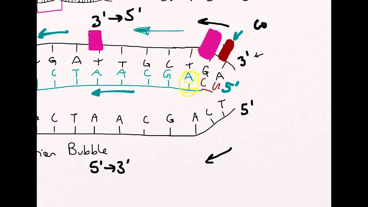 DNA replication