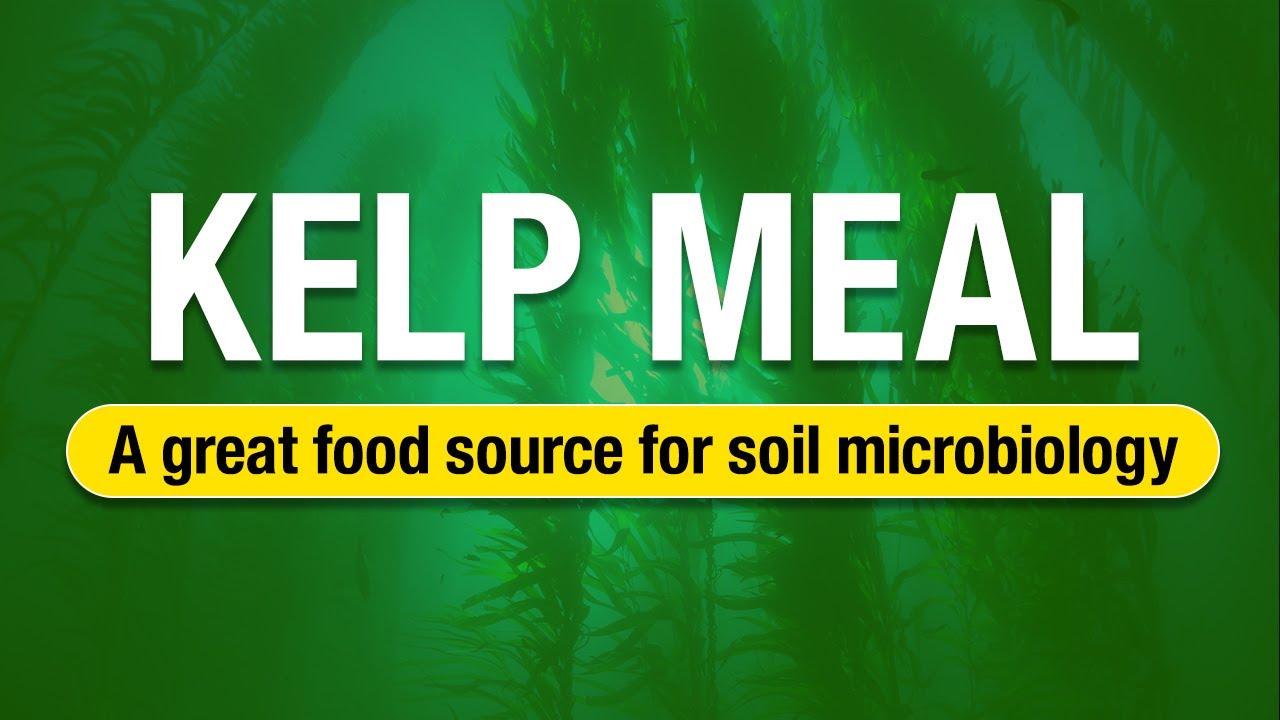 2 Minute Turf Talk - Kelp Meal