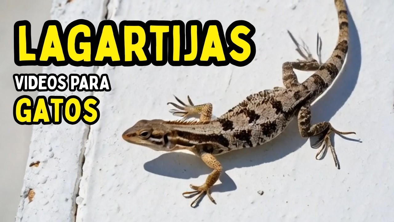 Video para #gatos - #lagartijas