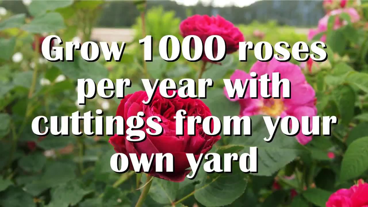 Grow roses from cuttings: semi-hardwood