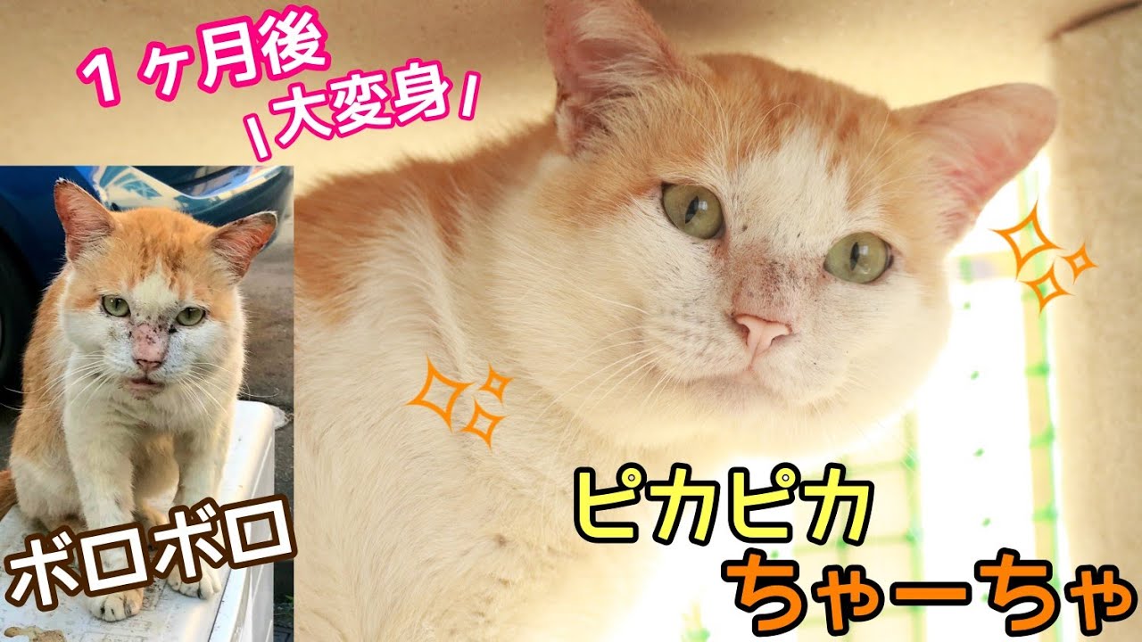 見た目も肝臓もボロボロだったちゃーちゃがピカピカの家猫に大変身！！