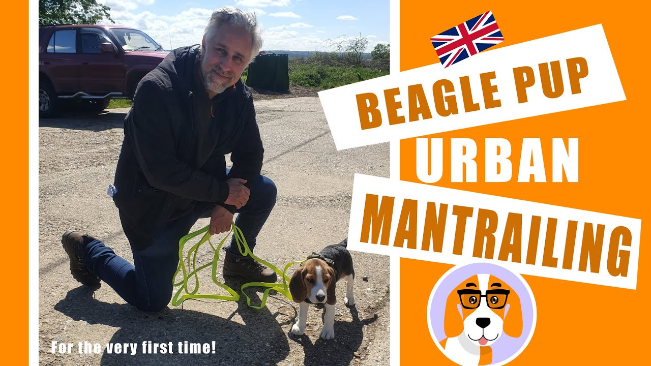 Mantrailing Beagle pup goes Urban for the first time at 4.5 months old.