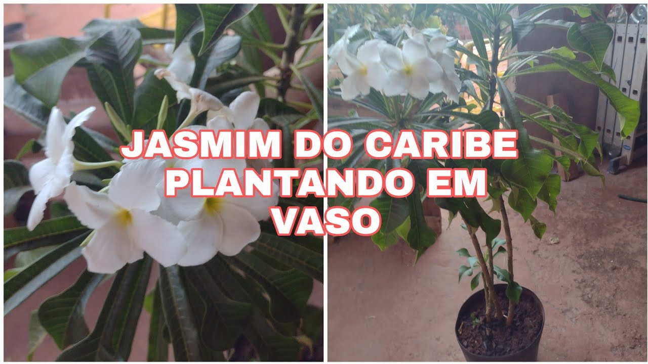 JASMIM DO CARIBE/COMO PLANTAR JASMIM do CARIBE em VASO/BUQUÊ DE NOIVA como CULTIVAR + Floração