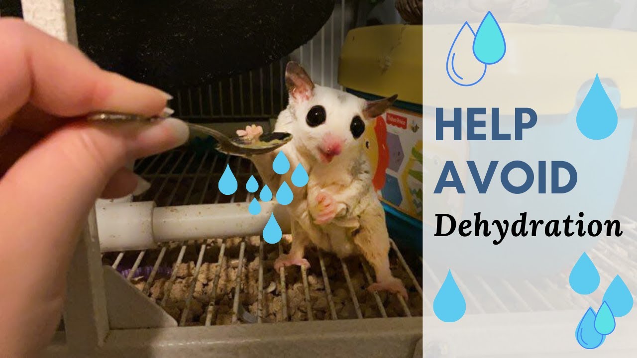 Avoid Dehydration in Your Sugar Glider