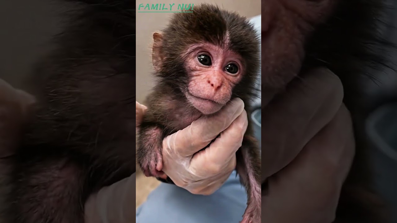 FAMILY NUI From his very first breath, he didn&rsquo;t know it yet.