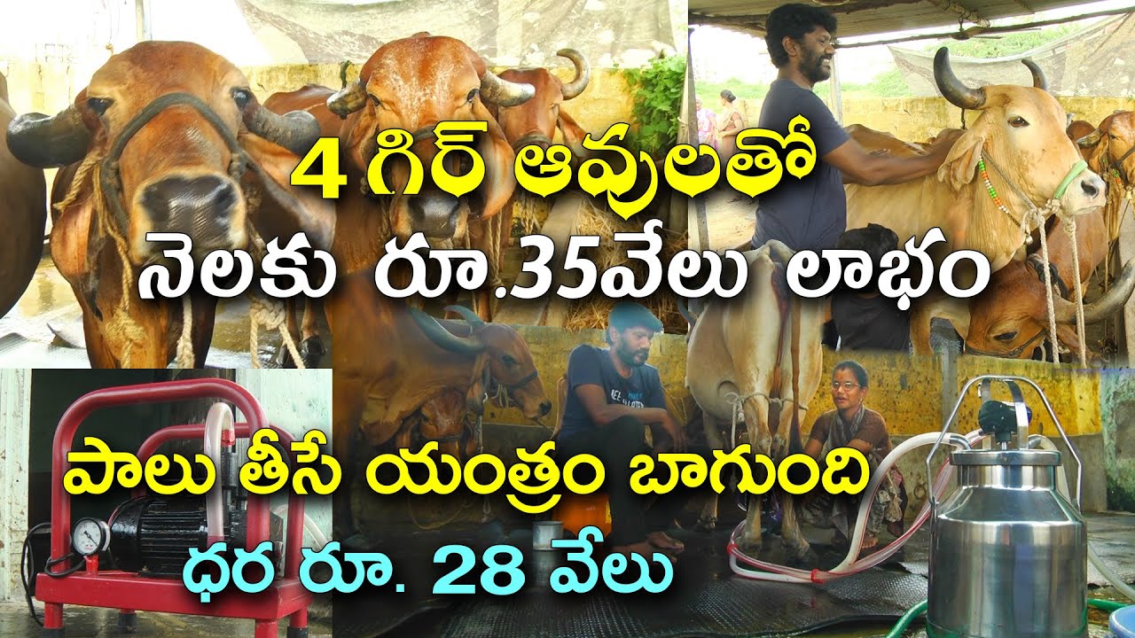 లాభాలు పండిస్తున్న గిర్ ఆవుల పెంపకం || 0.5 HP పాలు తీసే యంత్రం బాగుంది || Karshaka Mitra