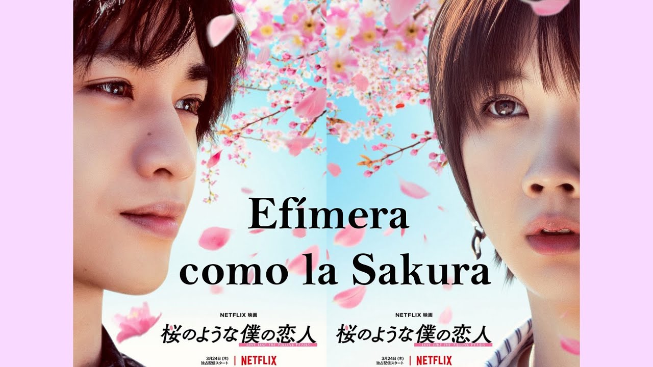 Mr.Children  -「Eien」Efímera como la Sakura | Letra español  OST