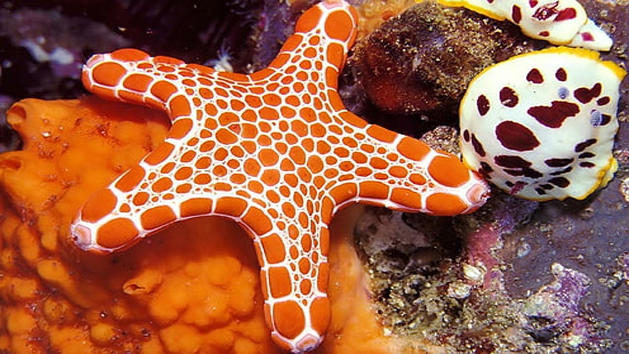 Relaxing Music for Stress Relief, starfish, Soothing Music for Meditation, Therapy, Sleep