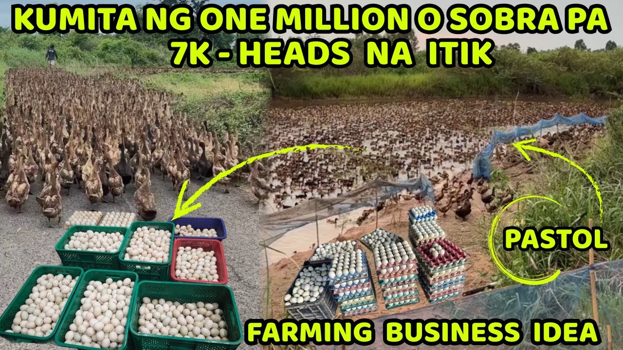 7K - HEADS NA ITIK PWEDI KUMITA NG MILLION O SUBRA PA! FARMING BUSINESS IDEA
