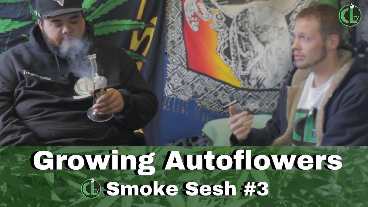 Autoflower Cannabis (Is it Good? & WTF IS IT?) | Cannabis Lifestyle TV