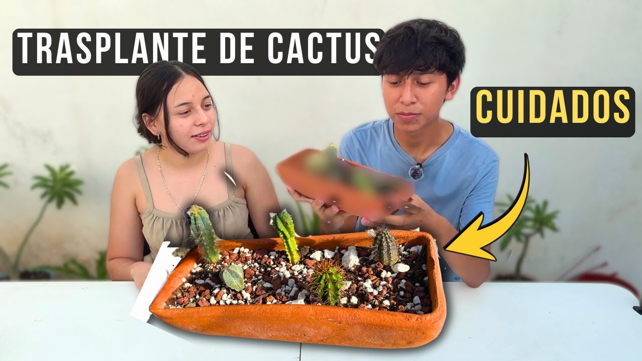Trasplante de cactus pequeños 🌵 | Cuidados reales y errores comunes