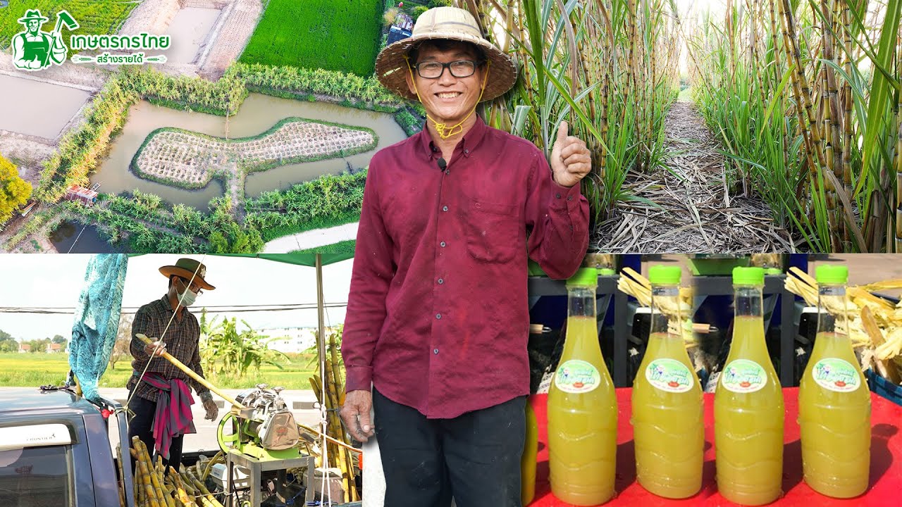 พาชมสวนอ้อย ลุงสิทธิ์น้ำอ้อยสด สร้างรายได้สูงสุด วันละ 1,000 บาท l ชมสวนเกษตรกรไทย Ep144