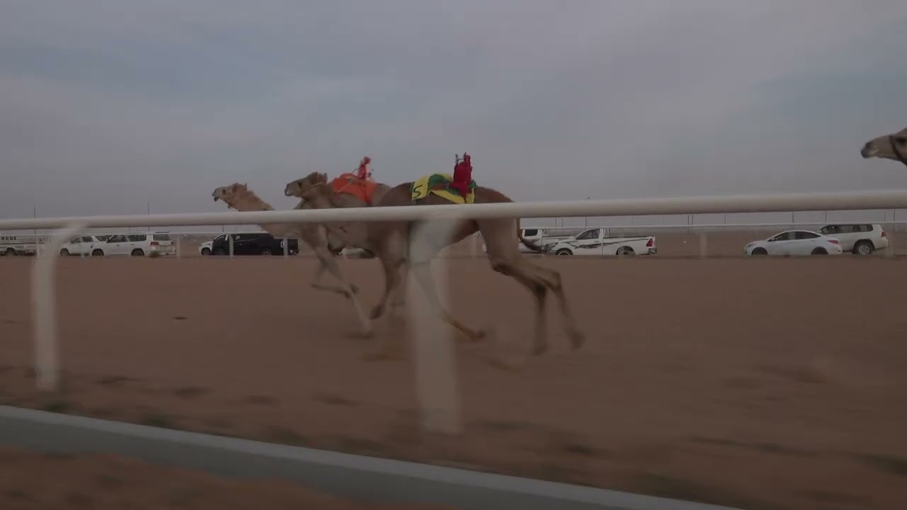 ش1الرئيسي بكار جذاع الظبي ل سليم ثاني البلوي