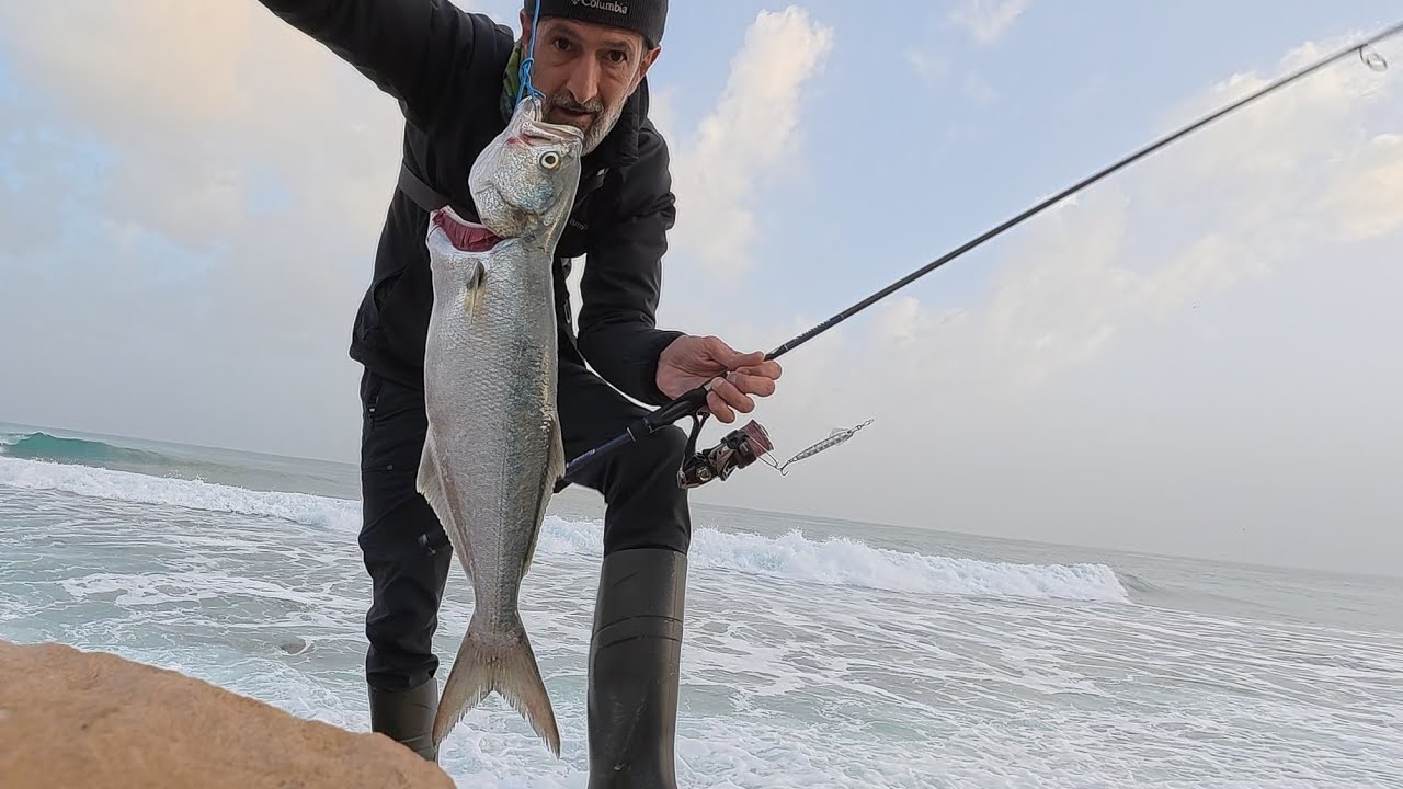 גומבר גדול ושמן. בריחה של פלמידה וחניתנים. Fat bluefish, king dropped and needlefish 