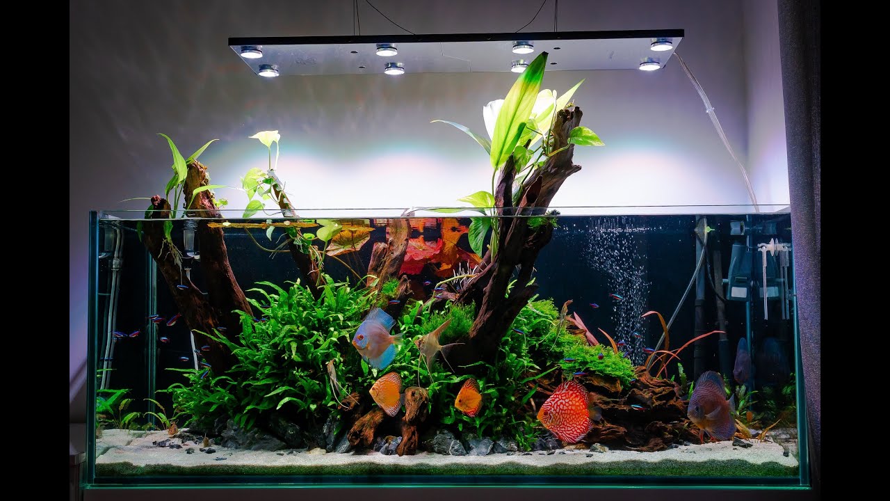 325l Planted Discus Tank With SKYLIGHT HYPERSPOT L