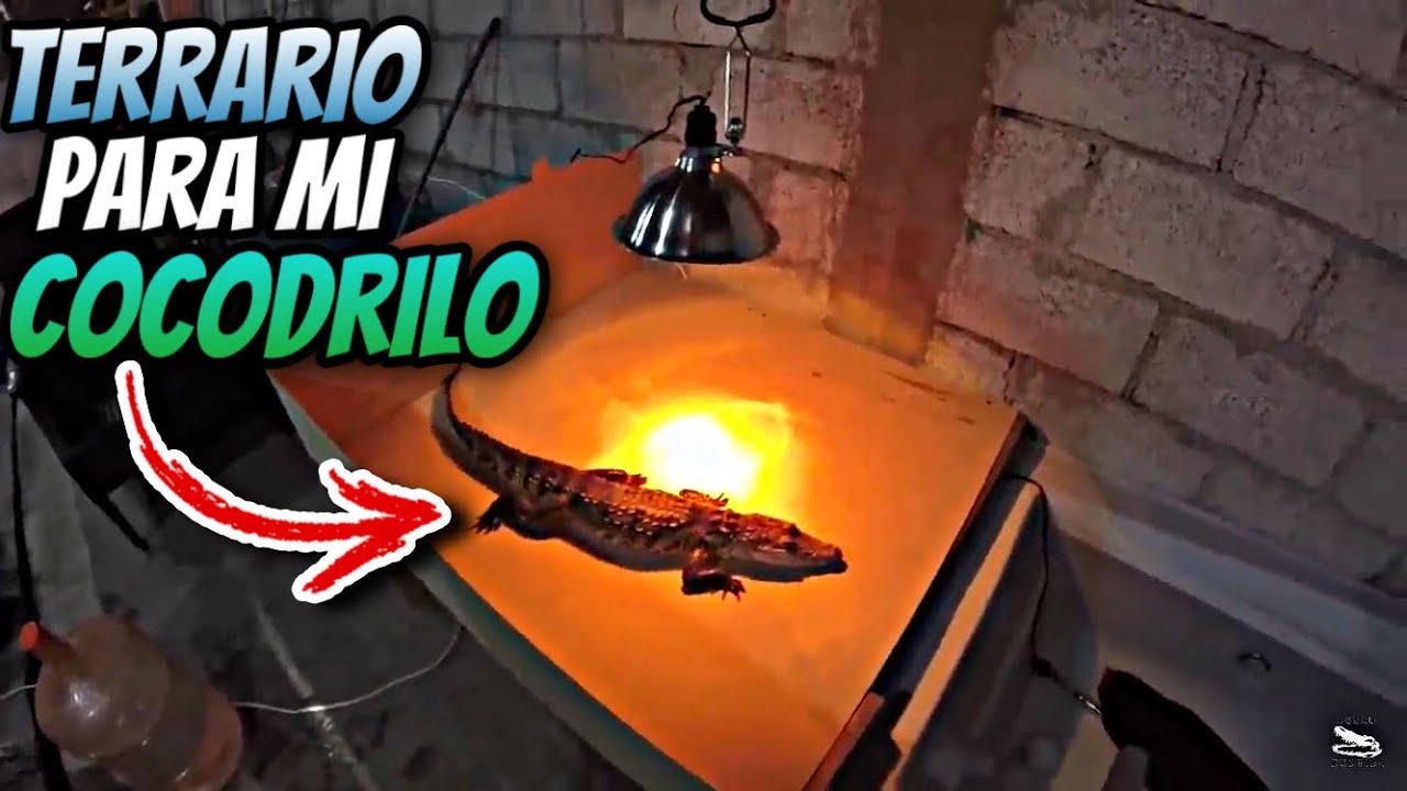 Terrario Temporal Para Mi Cocodrilo