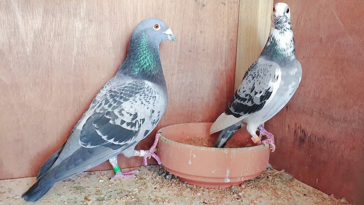 20 pairs of breeding pigeons!