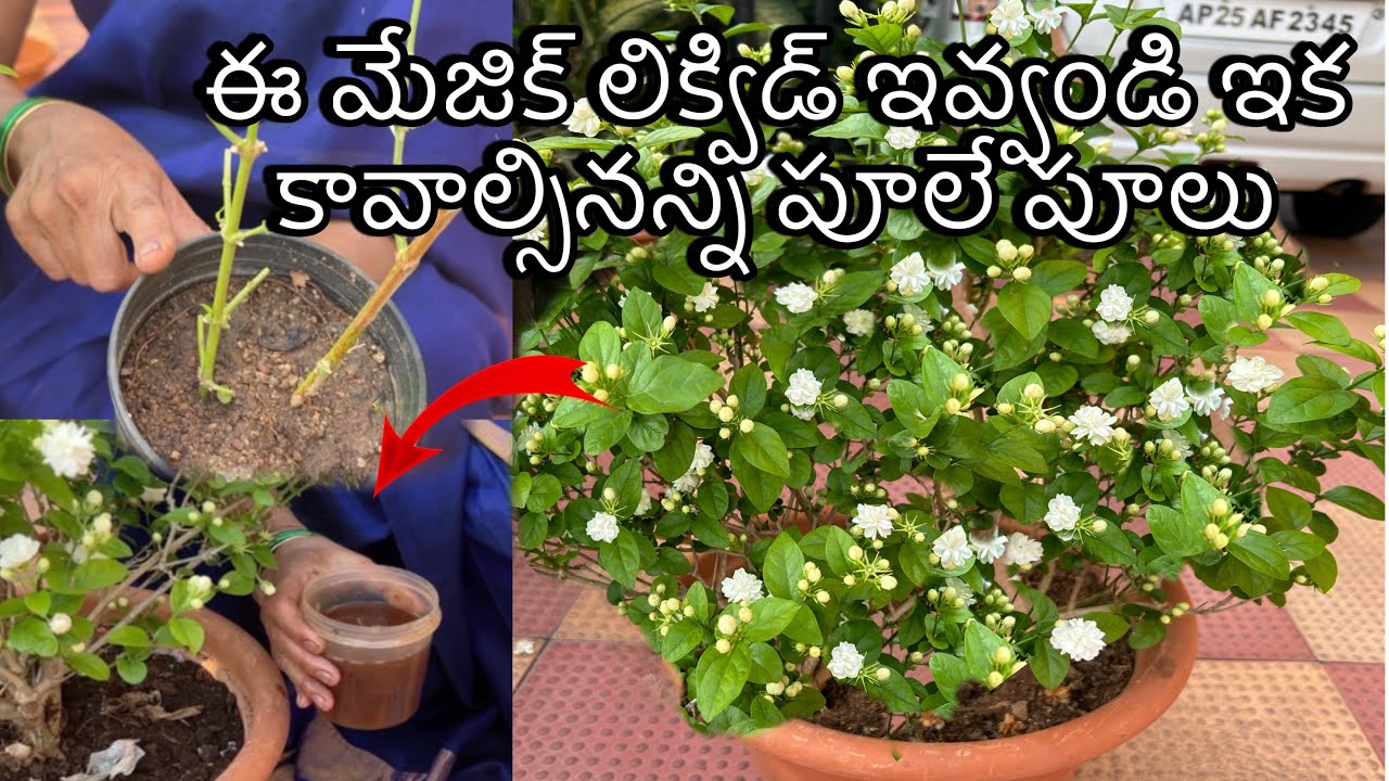 ఈ మేజిక్ లిక్విడ్ ఇవ్వండి ఇక కావాల్సినన్ని పూలే పూలు