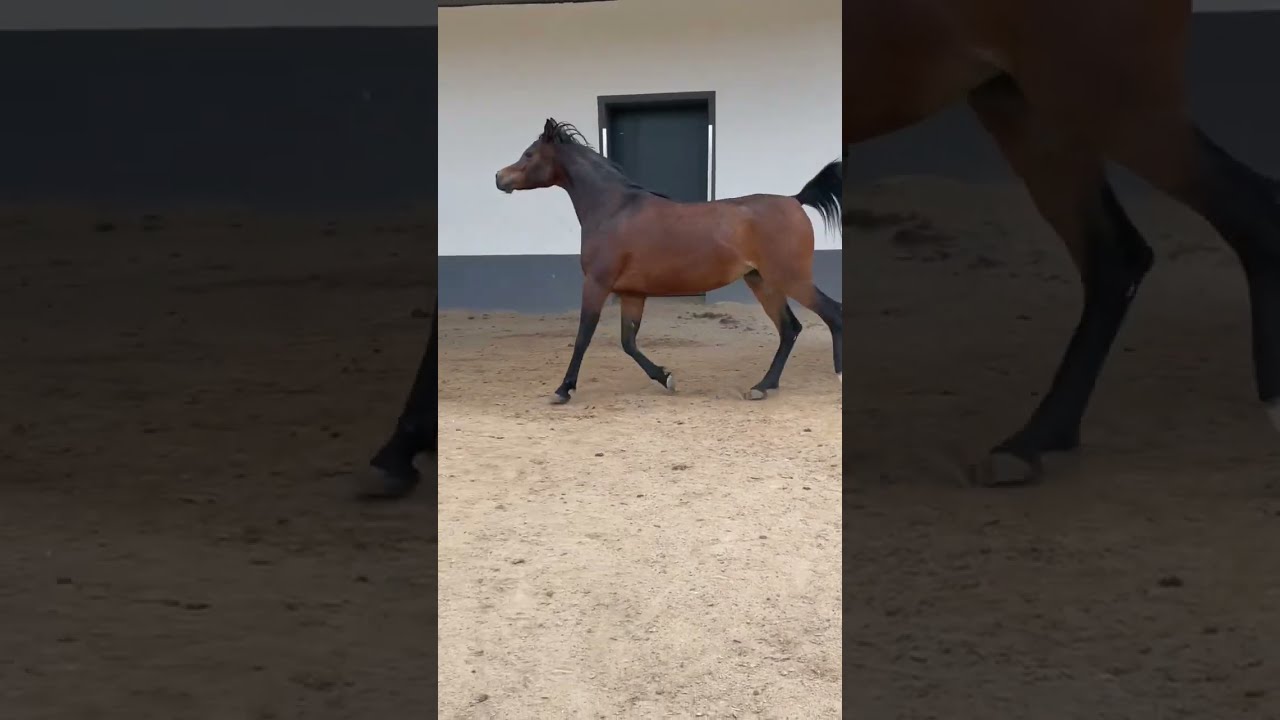 Our Diva Aliha arabian mare flys 🥰🥰❤️&zwj;🔥#shorts