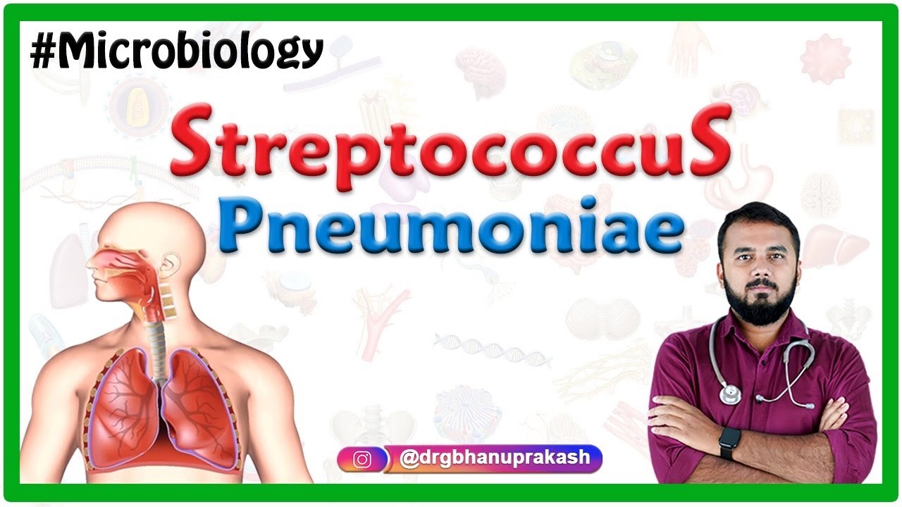 Streptococcus pneumoniae / Бактериология: Медицинская микробиология